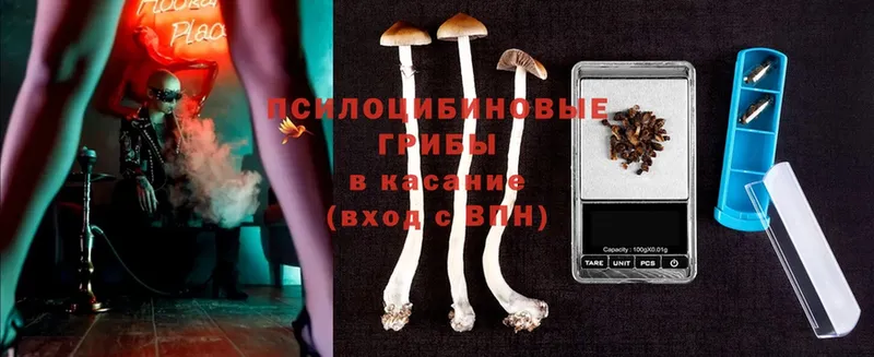 Псилоцибиновые грибы Cubensis  Кемь 